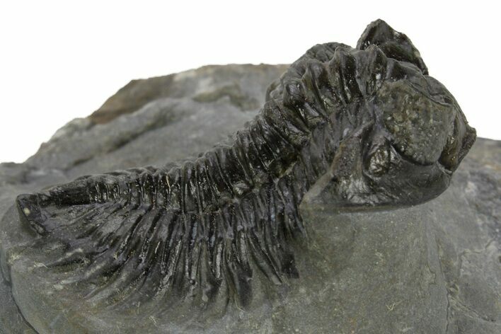 Bug-Eyed Coltraneia Trilobite Fossil - Ofaten, Morocco #381477